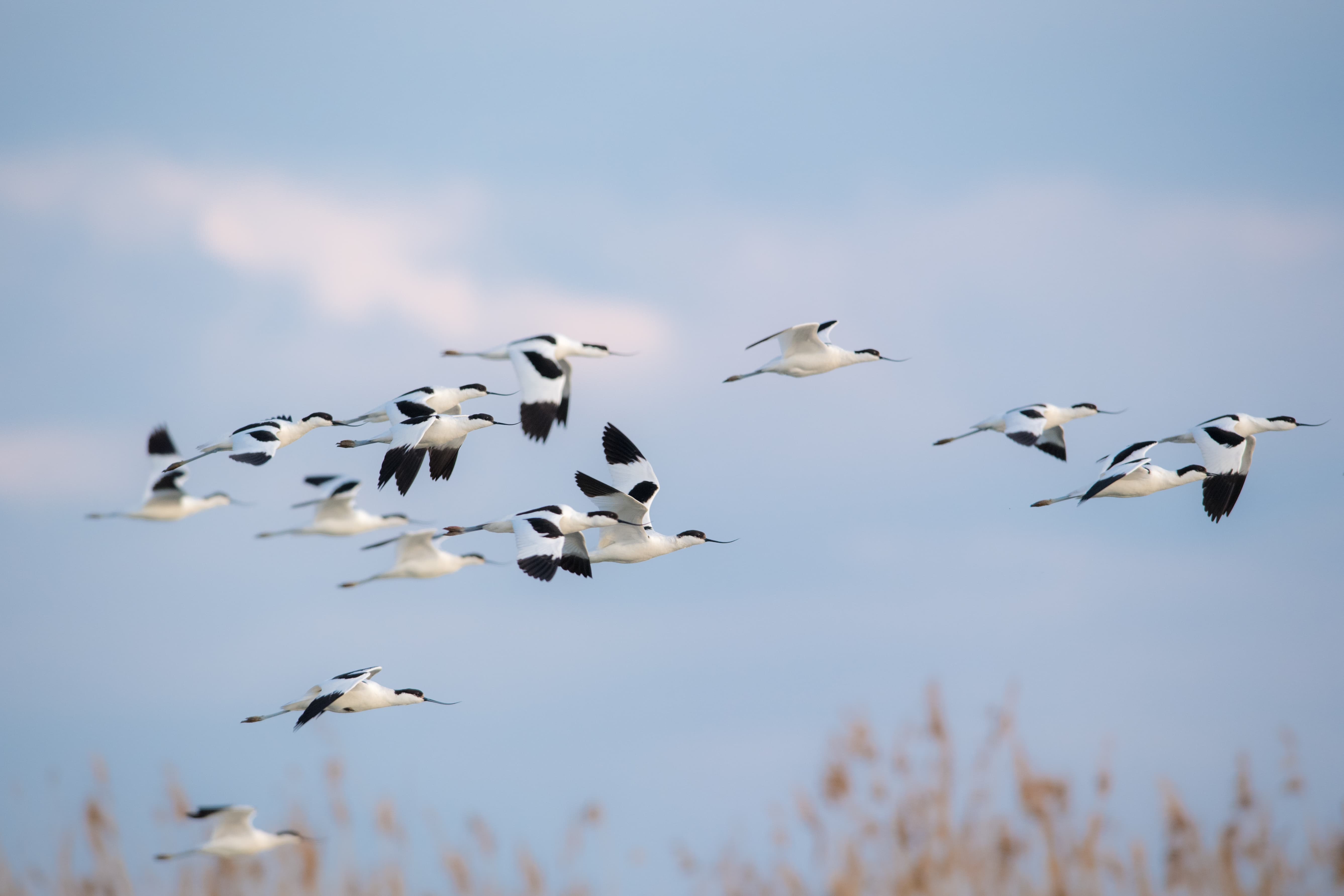 Une douzaine d'oiseaux au pelage blanc et noir volent dans le ciel.