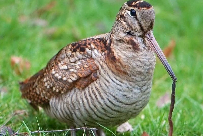 Un oiseau au pelage marron se tient immobile sur l'herbe verte.