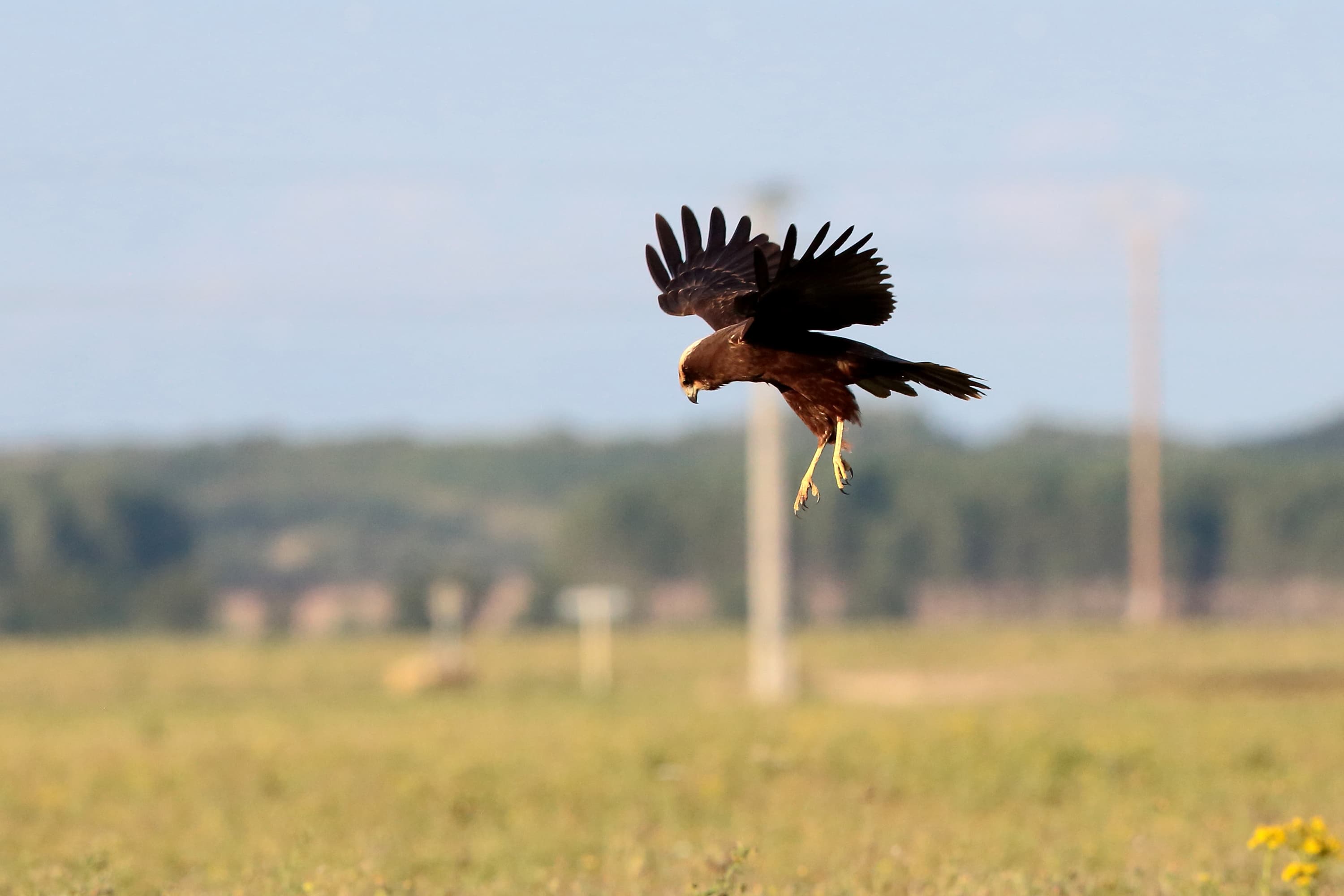 Un oiseau au pelage marron atterrit dans un champs.