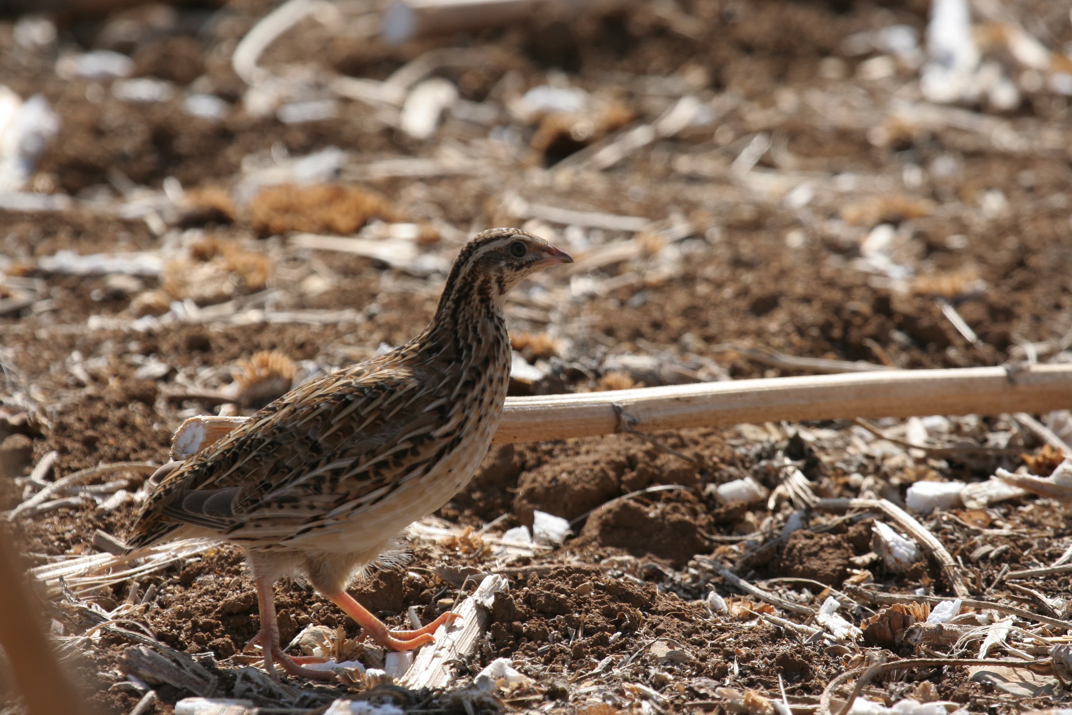 Un oiseau au pelage marron marche sur un sol terreux.