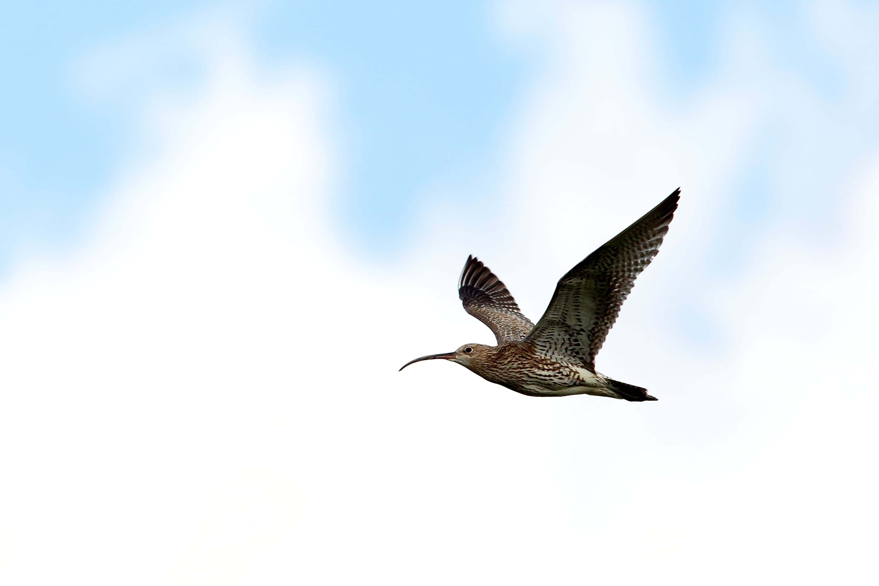 Un oiseau au pelage marron vole dans le ciel.