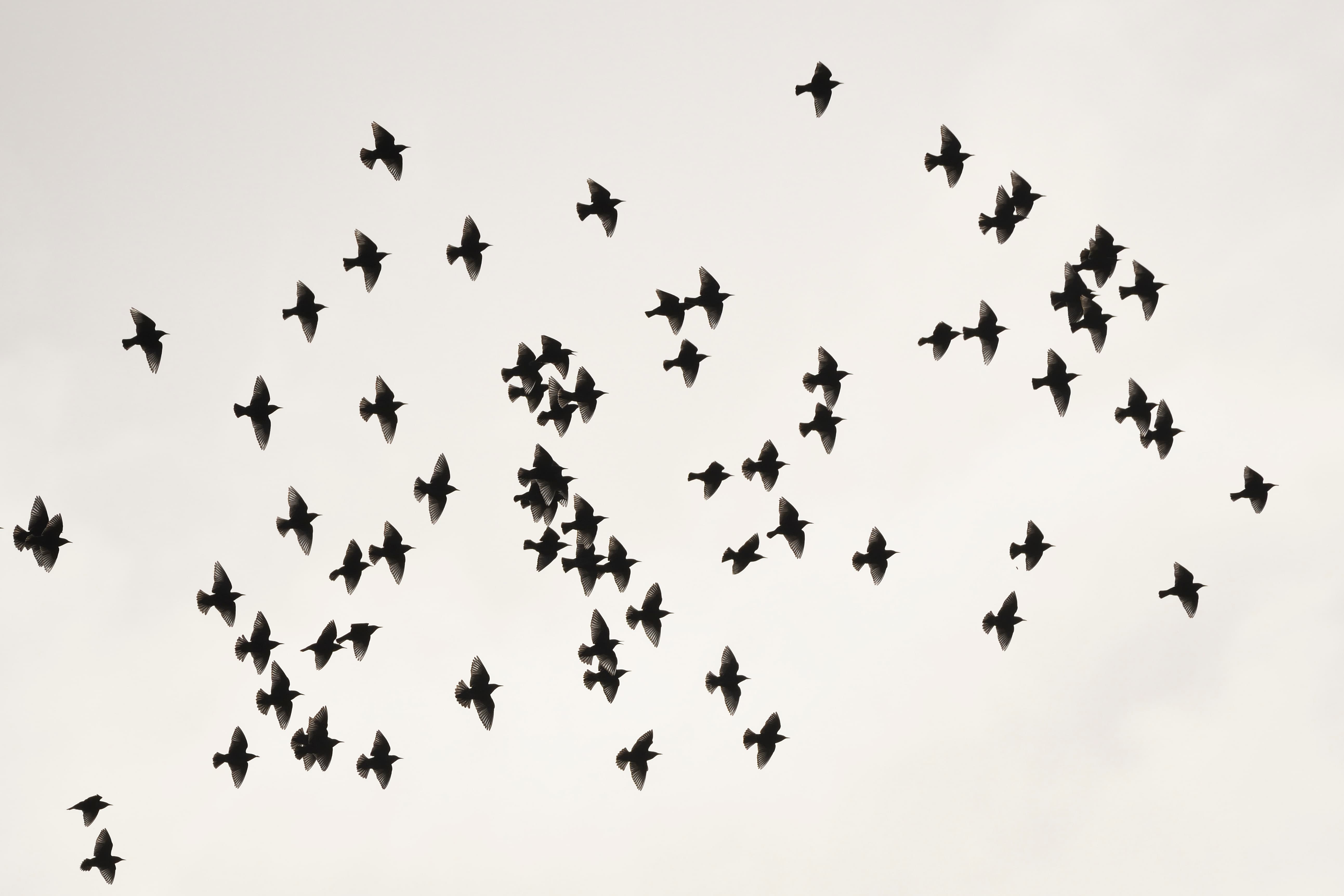 Une cinquantaine d'oiseaux au pelage noir volent dans le ciel.