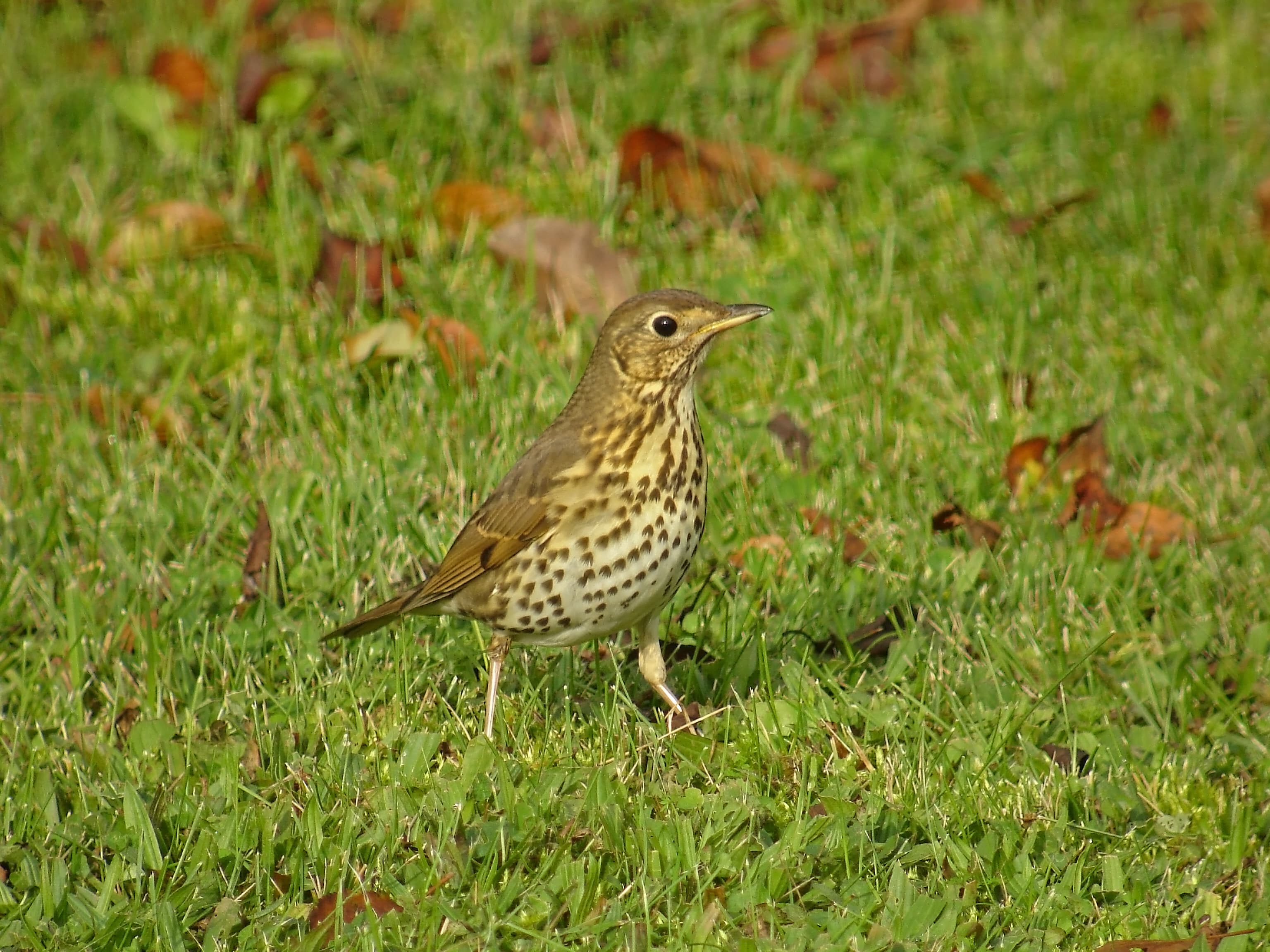 Un oiseau au pelage blanc et marron se déplace sur l'herbe verte.