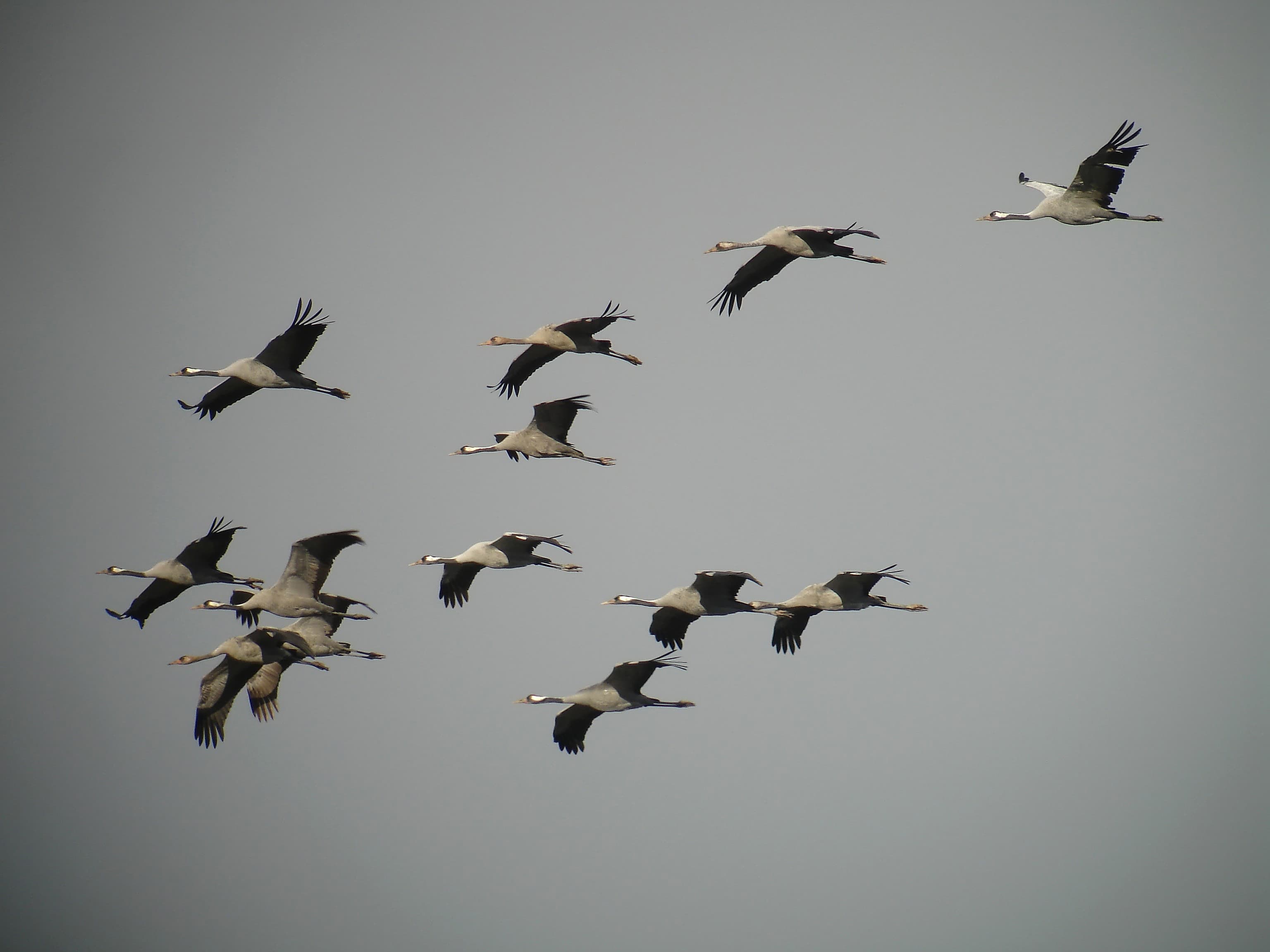 Une dizaine d'oiseaux au pelage noir et blanc volent dans le ciel.