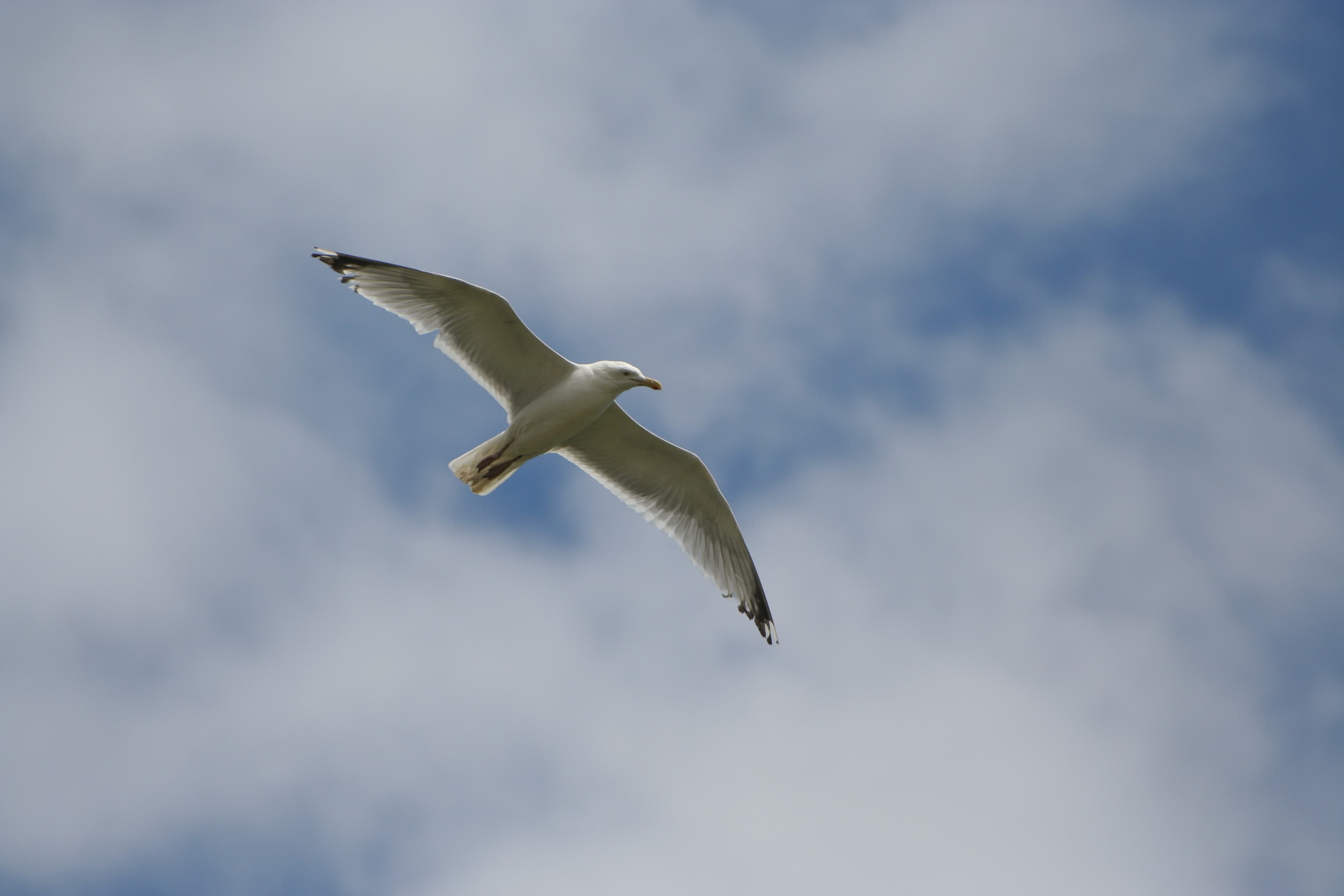 Un oiseau au pelage blanc vole dans le ciel.