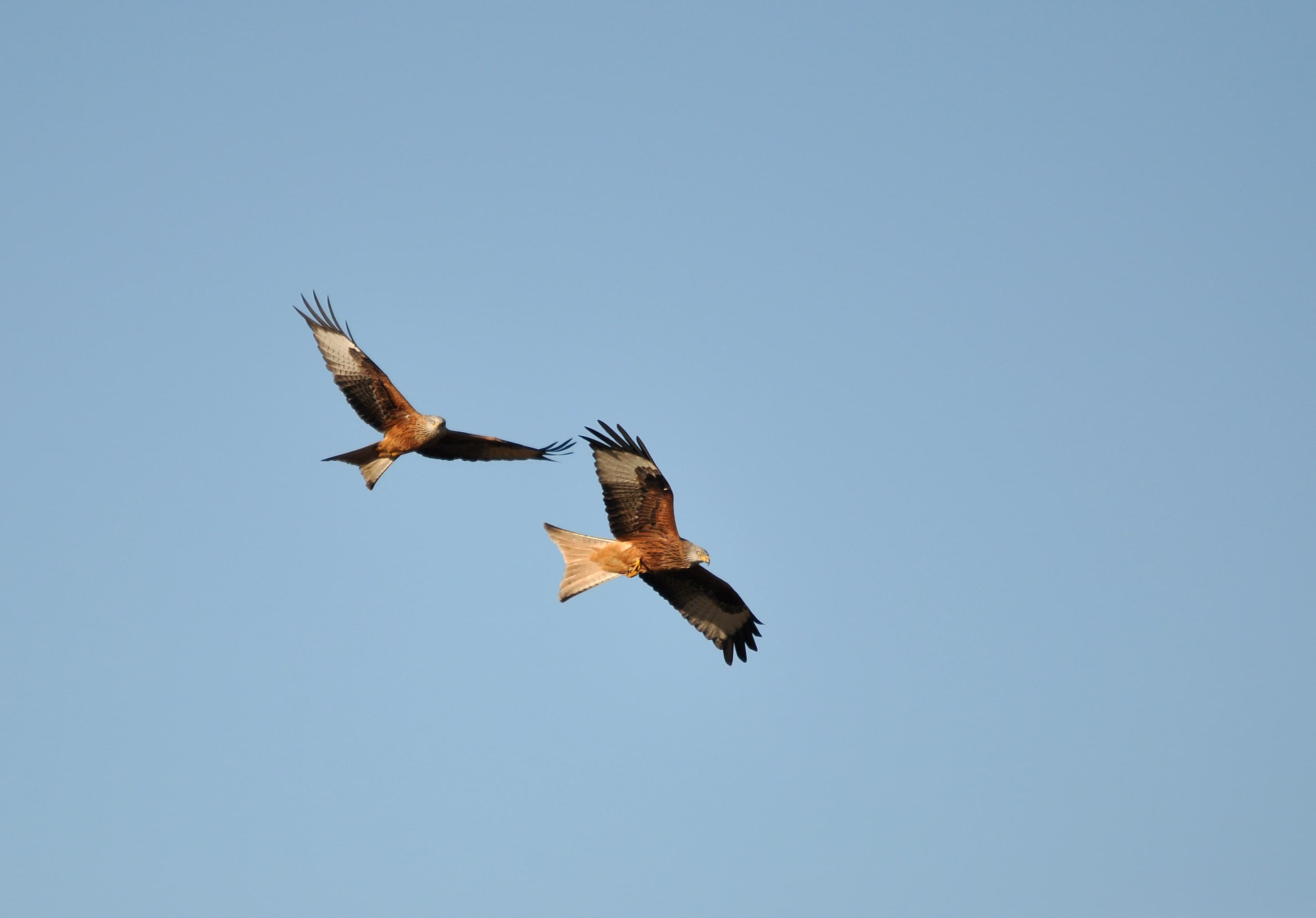 Deux oiseaux au pelage foncé volent dans le ciel.