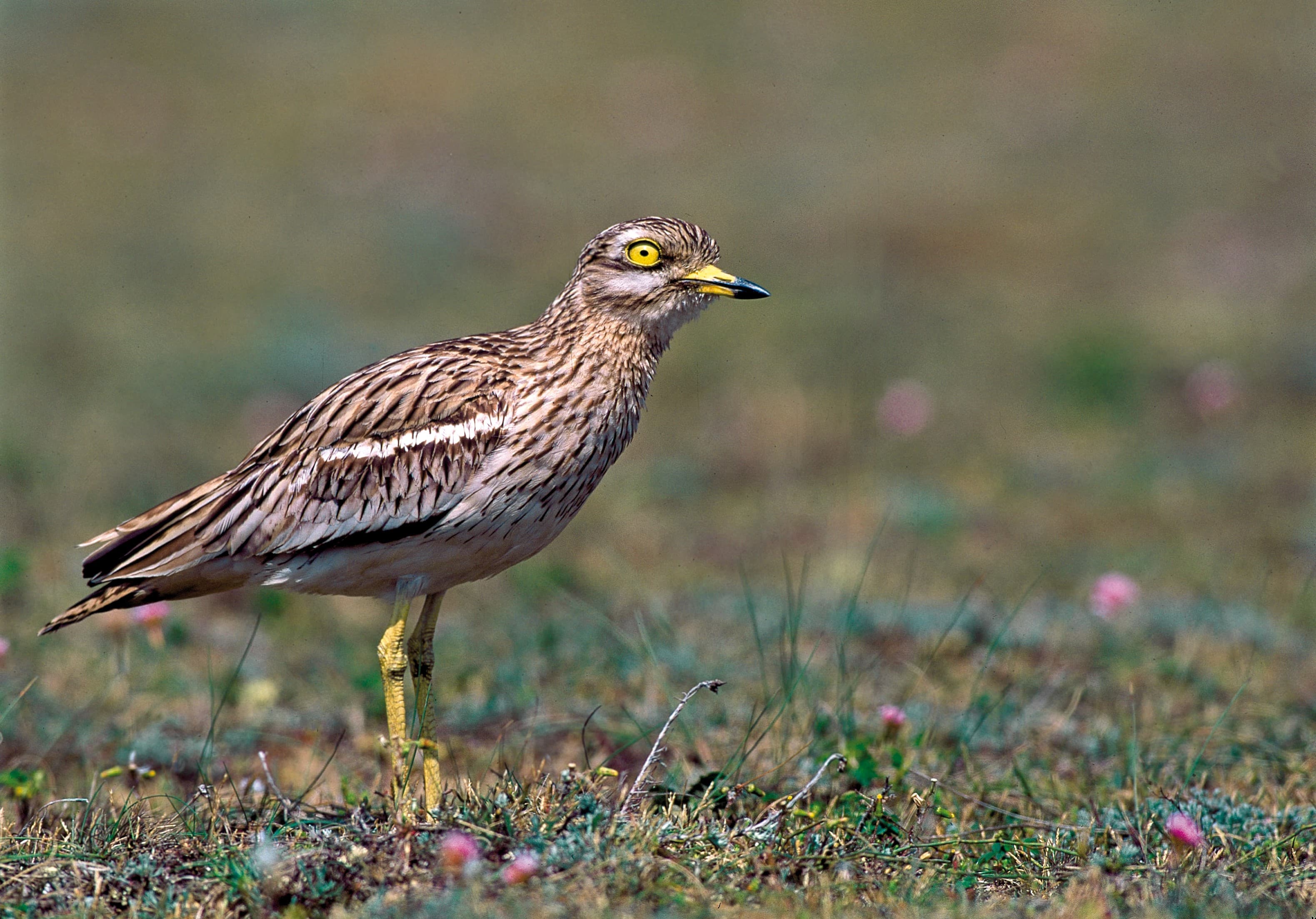 Un oiseau au pelage marron est immobile sur l'herbe.