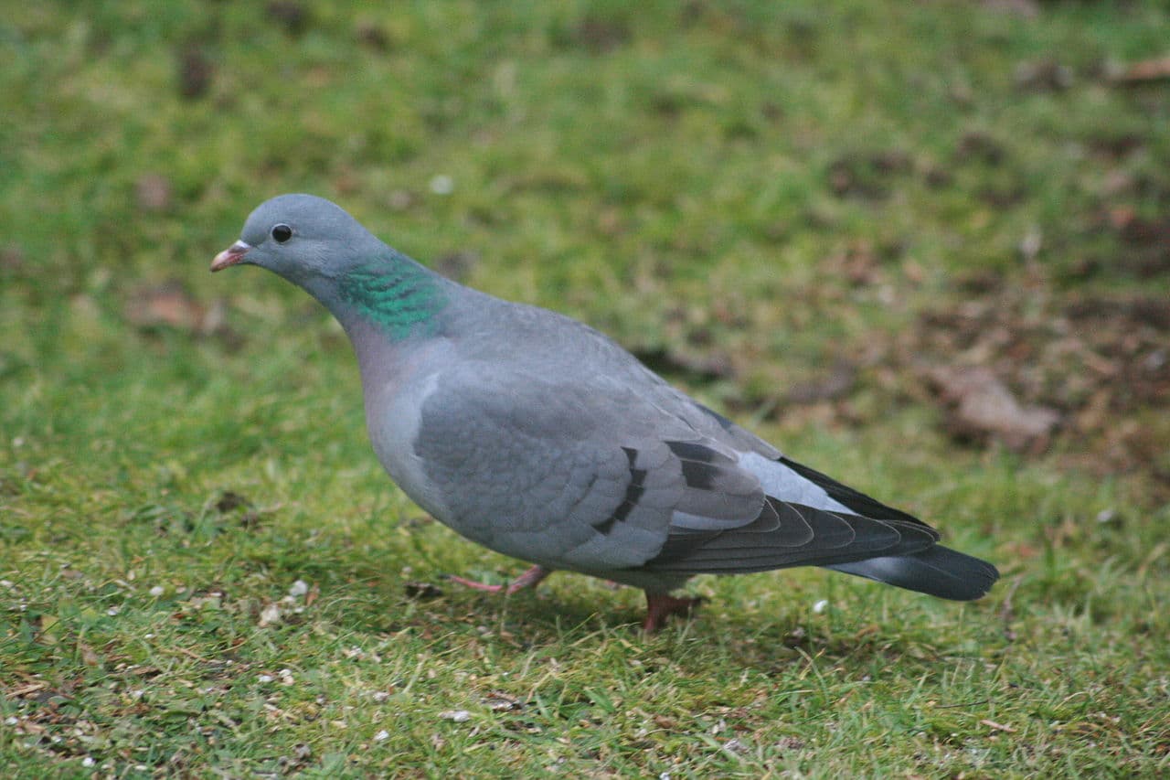 Un oiseau au pelage gris se déplace sur l'herbe.