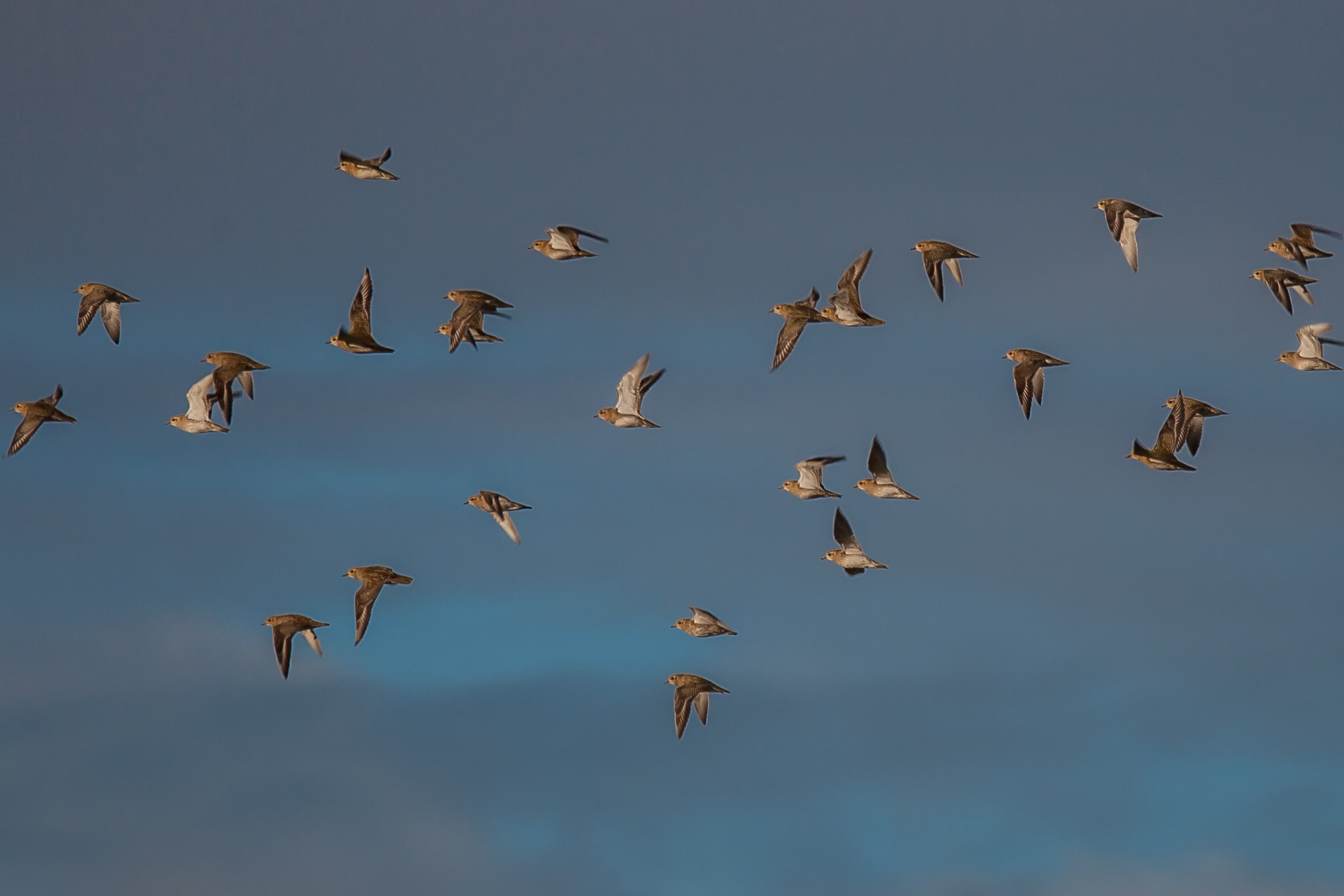 Une vingtaine d'oiseaux au pelage marron clair volent dans le ciel.