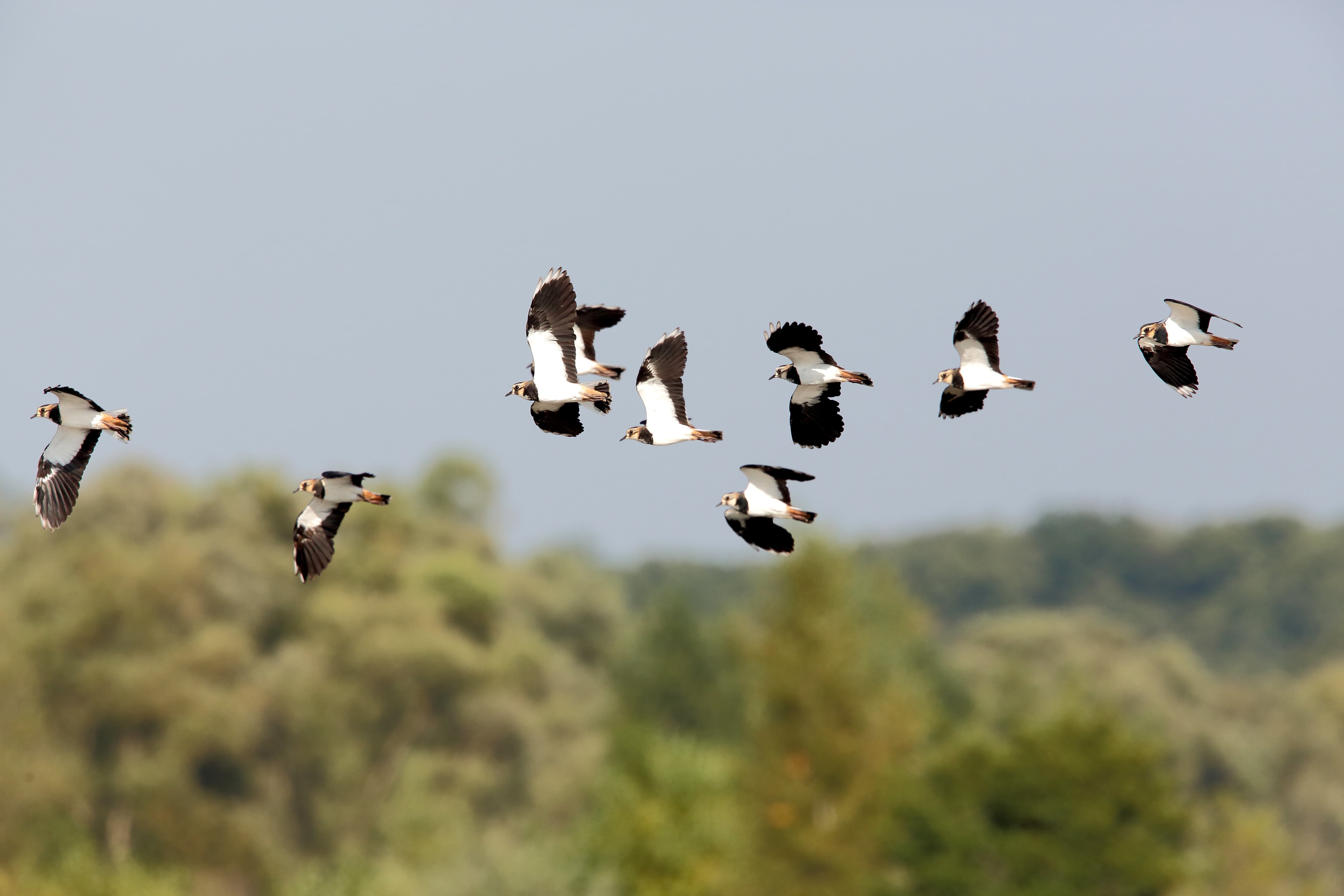 Une dizaine d'oiseaux au pelage blanc et noir volent dans le ciel.