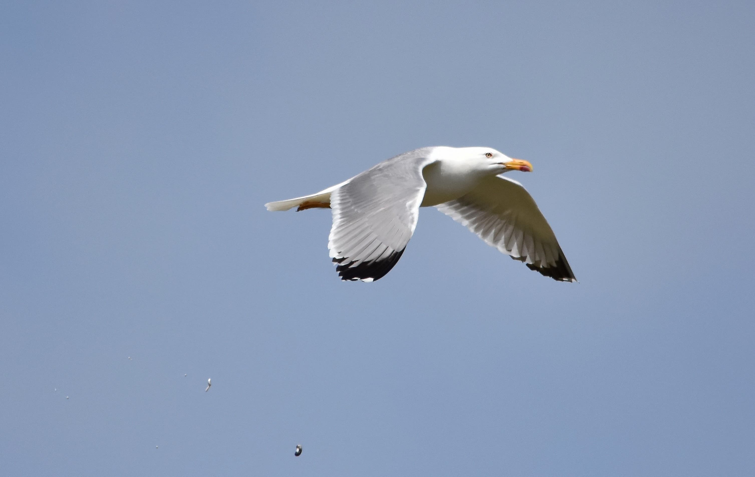Un oiseau au pelage blanc vole dans le ciel.