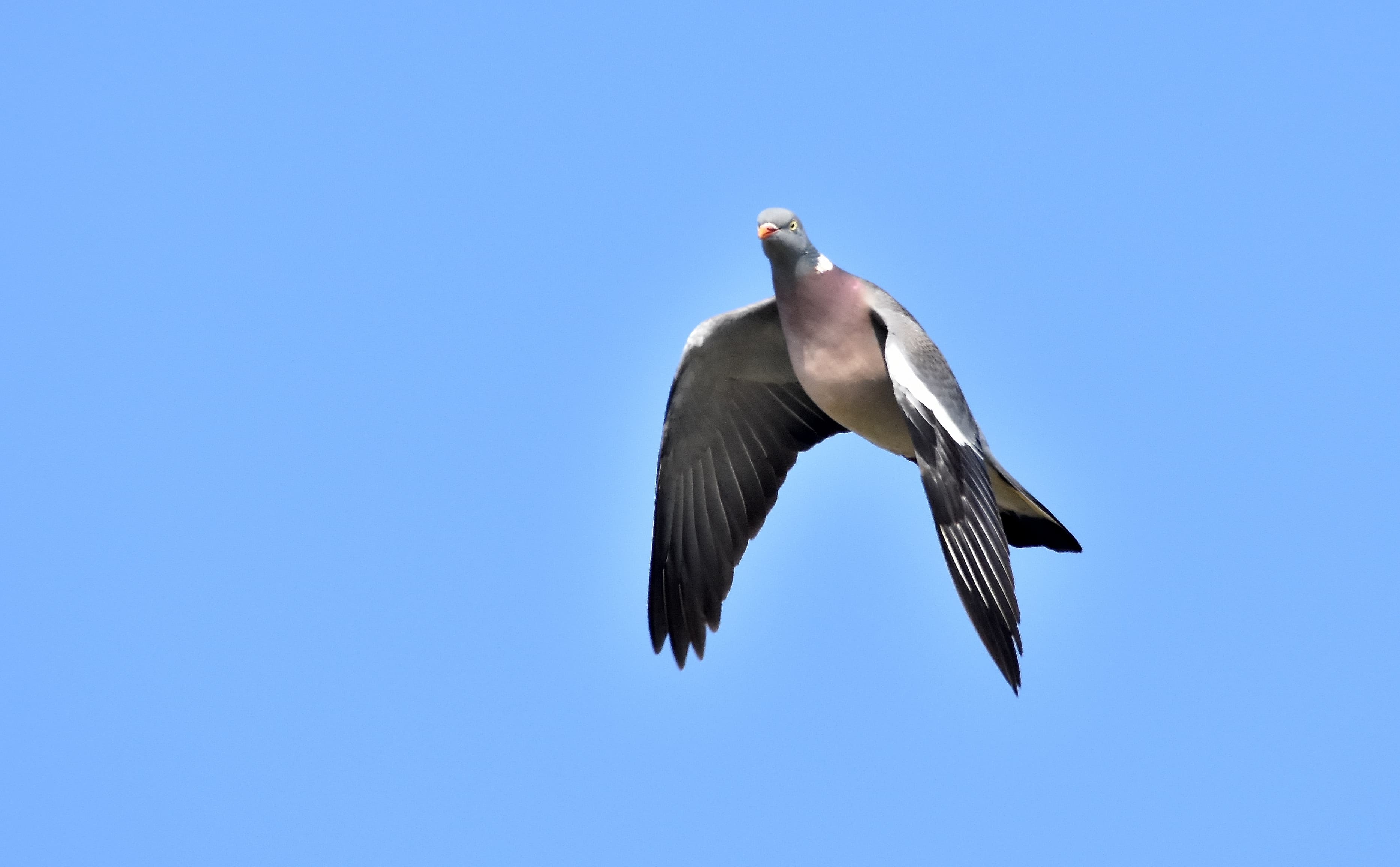 Un oiseau au pelage clair vole dans le ciel.